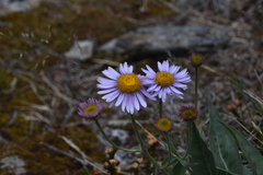 Erigeron glacialis