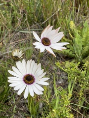 Dimorphotheca nudicaulis