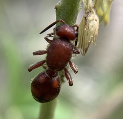 Dasymutilla quadriguttata