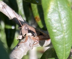 Melanoplus rotundipennis