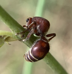 Dasymutilla quadriguttata