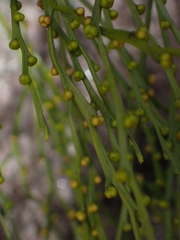 Psilotum nudum