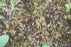 Diphyscium foliosum