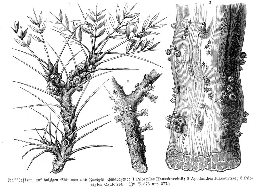 Pilostyles blanchetii
