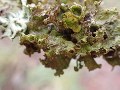 Tuckermanopsis platyphylla