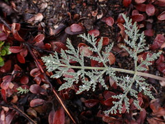 Lomatium macrocarpum
