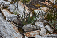 Vahlodea atropurpurea