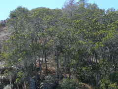 Lyonothamnus floribundus