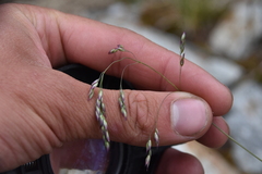 Vahlodea atropurpurea