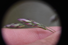 Vahlodea atropurpurea