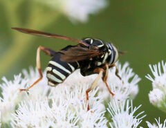 Spilomyia fusca