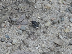 Cicindela punctulata