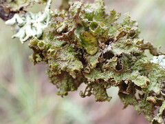 Tuckermanopsis platyphylla