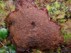 Ganoderma oregonense
