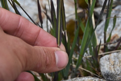 Vahlodea atropurpurea