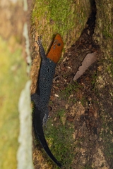 Gonatodes albogularis