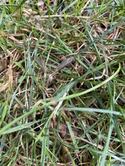 Tipula