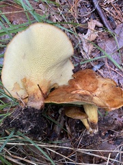 Boletinellus merulioides