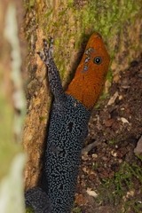 Gonatodes albogularis