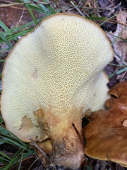 Boletinellus merulioides