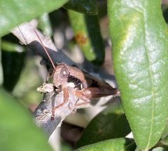 Melanoplus rotundipennis