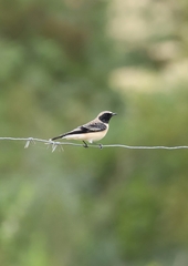 Oenanthe melanoleuca