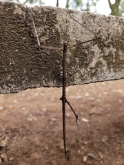 Cladoxerus