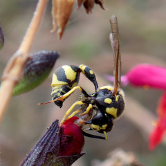 Eumenes mediterraneus