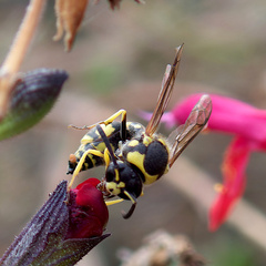 Eumenes mediterraneus