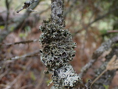 Hypogymnia imshaugii