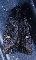 Helotropha reniformis