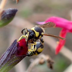 Eumenes mediterraneus