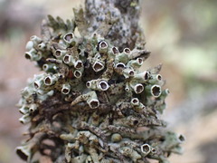 Hypogymnia imshaugii