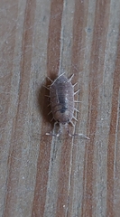 Porcellionidae