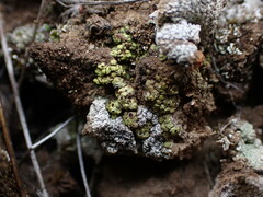 Acarospora schleicheri