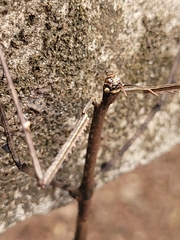 Cladoxerus
