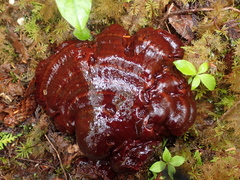 Ganoderma oregonense