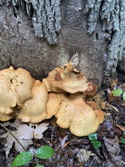 Gymnopilus subspectabilis