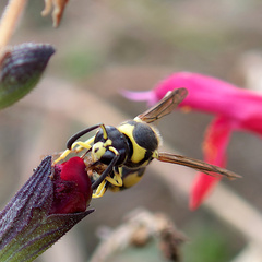 Eumenes mediterraneus