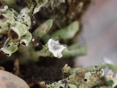Hypogymnia imshaugii