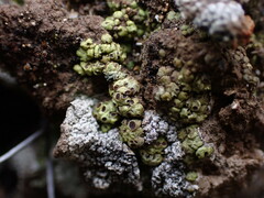 Acarospora schleicheri