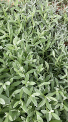 Cerastium tomentosum