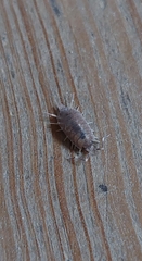 Porcellionidae