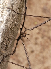 Cladoxerus