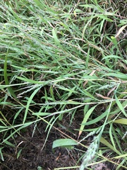 Muhlenbergia mexicana