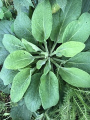 Digitalis grandiflora
