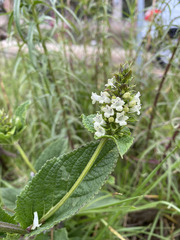 Lepechinia caulescens