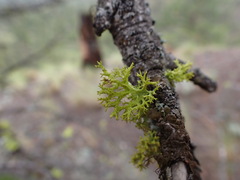 Letharia vulpina