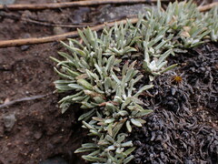Antennaria dimorpha