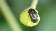Coleoptera